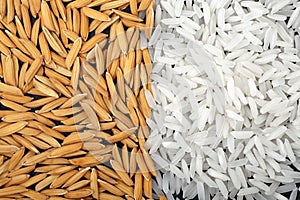 Jasmine rice and rice paddy closed up