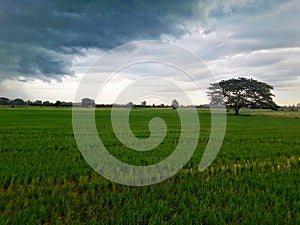 Jasmine rice plantation in Thailand. The green leaves of paddy rice in filed. Growing rice in rainy season.