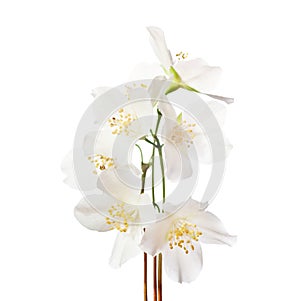 Jasmine`s flowers isolated on white.
