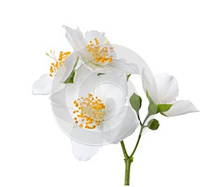 Jasmine`s Philadelphus flowers isolated on white.