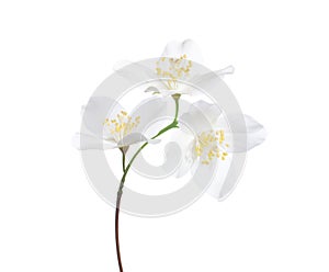 Jasmine`s Philadelphus flowers isolated on white .