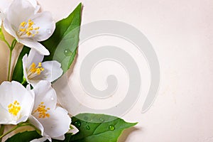 Jasmine spring flowers on old paper background