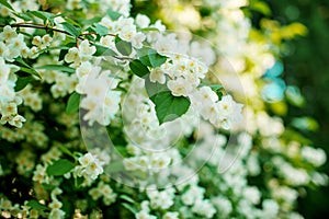 Jasmine. Spring flowers. Summer bloom