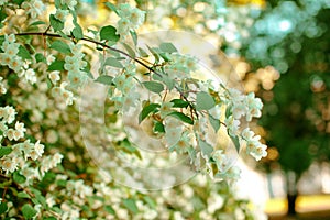 Jasmine. Spring flowers. Summer bloom