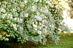 Jasmine. Spring flowers. Summer bloom