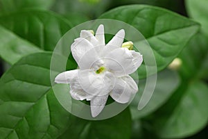 Jasmine tea flower, arabian jasmine, jasminum sambac