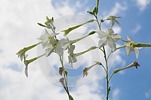 Jasmine tobacco flowers against sky and clouds