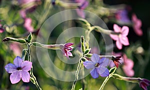 Jasmine tobacco pink and blue flowers