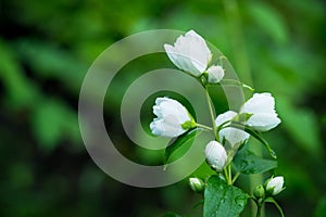 Jasmine white blossom branches