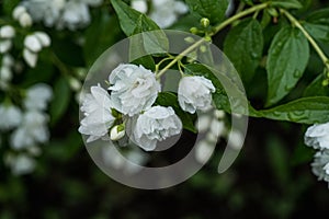 Jasmine white blossom branches