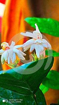 Jasmine white flower is flowering