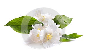 Jasmine white flower isolated on white background photo