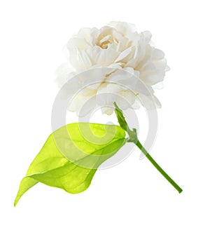 Jasmine white flower isolated on white background.
