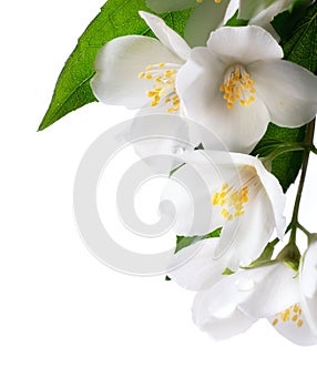 Jasmine white flower on white background