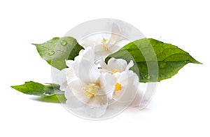 Jasmine white flower on white background