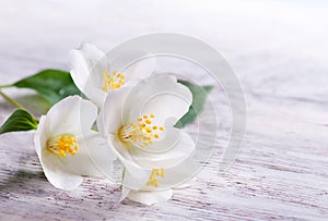 Jasmine white flower on white wood background photo