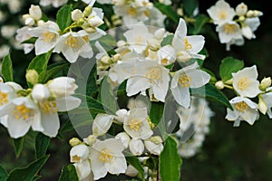 Jasmine white flowers and green leaves on bush in full blossom.