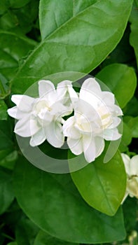 Jasmine white flowers leaves portrait
