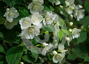 Jasmine white flowers Philadelphus coronarius sweet mock-orange in bloom. Flowering English dogwood wild in sunny spring garden