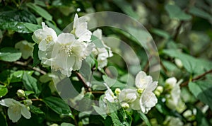 Jasmine white flowers Philadelphus coronarius sweet mock-orange in bloom. Flowering English dogwood wild in sunny spring garden