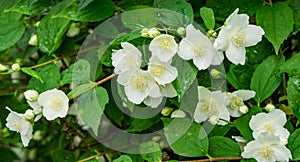 Jasmine white flowers Philadelphus coronarius sweet mock-orange in bloom. Flowering English dogwood wild in sunny spring garden