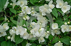 Jasmine white flowers Philadelphus coronarius sweet mock-orange in bloom. Flowering English dogwood wild in sunny spring garden