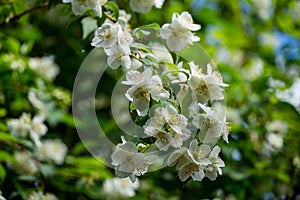 Jasmine white flowers Philadelphus coronarius sweet mock-orange in bloom. Flowering English dogwood wild in sunny spring garden