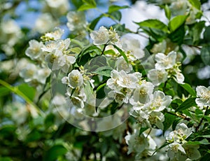 Jasmine white flowers Philadelphus coronarius sweet mock-orange in bloom. Flowering English dogwood wild in sunny spring garden