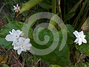 Jasmine whiteflower