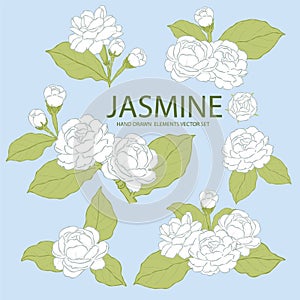 jasmint bouquet elements hand drawn vector set