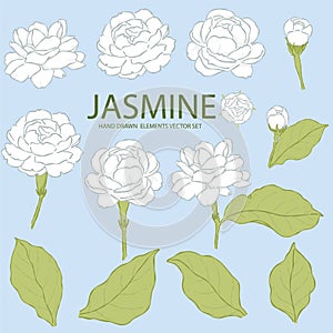 jasmint flower elements hand drawn vector set