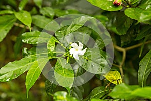 Jasminum grandiflorum