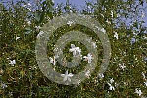 Jasminum grandiflorum in bloom