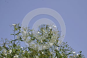 Jasminum grandiflorum in bloom