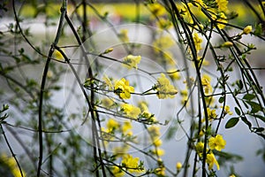 Jasminum mesnyi