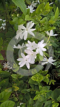 Jasminum multiflorum, commonly known as star jasmine closeup view for multipurpose use