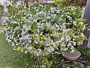 Jasminum multipartitum Plant in side the garden or park