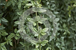 Jasminum nudiflorum foliage