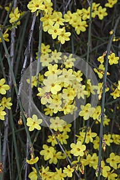 Jasminum nudiflorum shrub in bloom