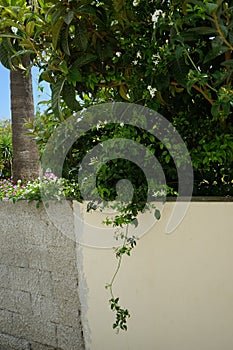 Jasminum officinale blooms with white flowers in August. Lardos, Rhodes Island, Greece