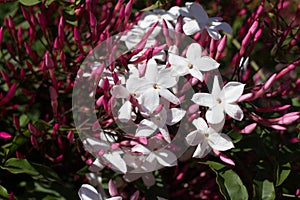 Jasminum polyanthum, sambac pink flower. Odorate star liana photo