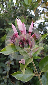 Jasminum Polyanthus dichotomum -Rose , Bud jasmine Fragrant Flowers photo