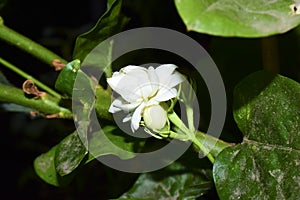 Jasminum sambac