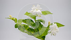 Jasminum sambac - Arabian jasmine - is a species of native to a small region in the eastern Himalayas in Bhutan and neighbouring