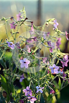 Jasmine tobacco pink and blue flowers