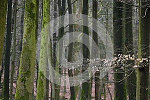 Jasmund National Park primeval forest