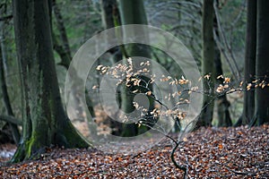 Jasmund National Park primeval forest