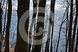 Jasmund National Park primeval forest