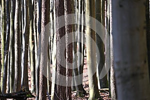 Jasmund National Park primeval forest