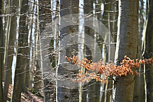 Jasmund National Park primeval forest